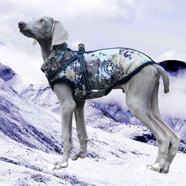 camo dog coat in the snow. perfect winter coat