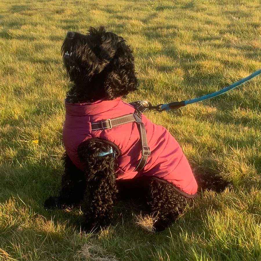 built in harness dog coat for winter