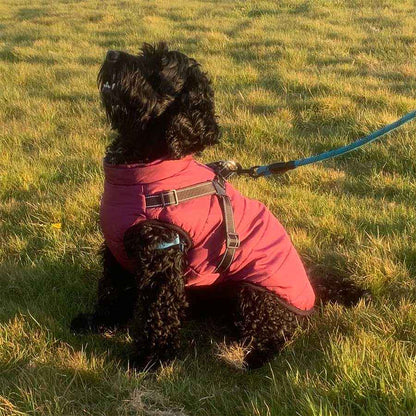 built in harness dog coat for winter