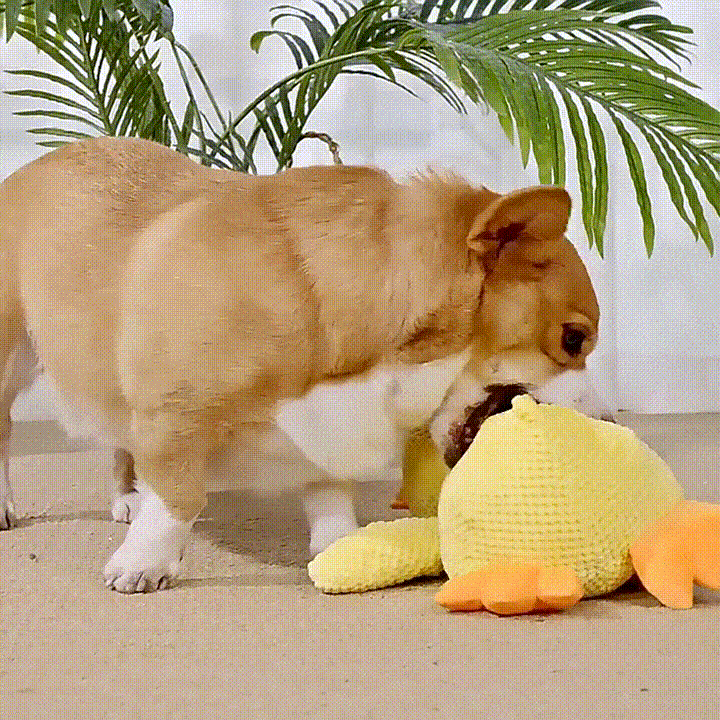 Duck Dog Toy